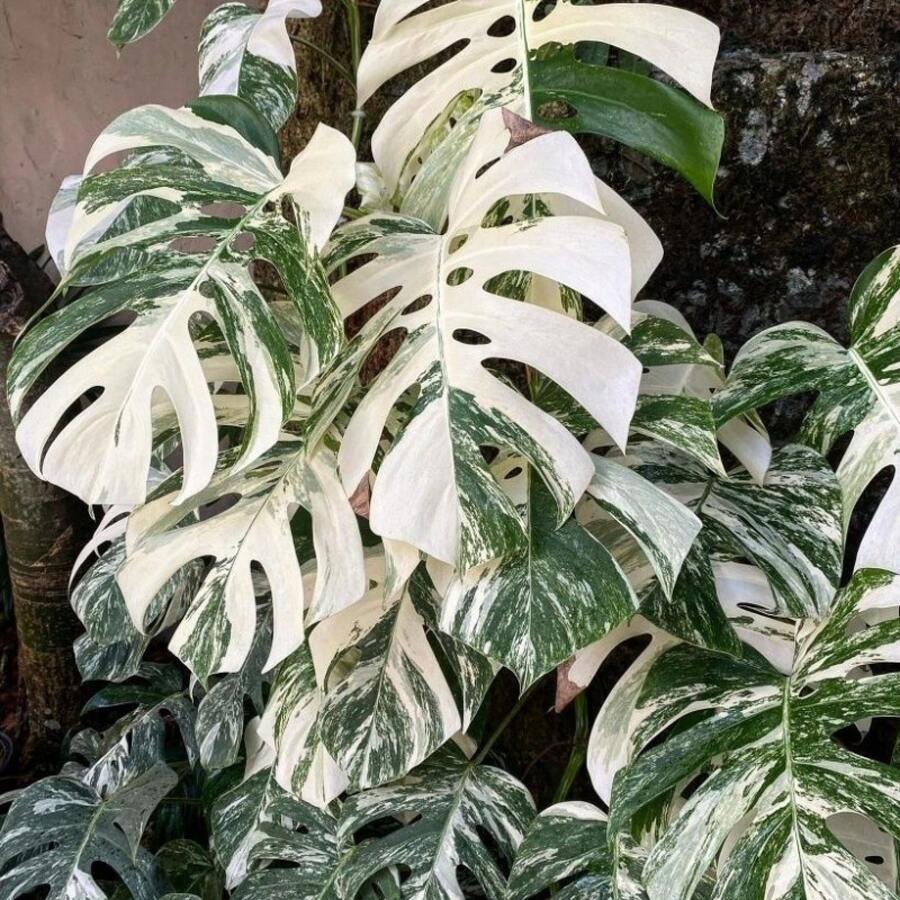 semillas de Monstera Deliciosa