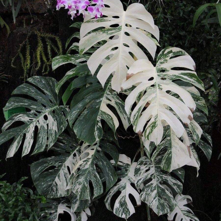 semillas de Monstera Deliciosa