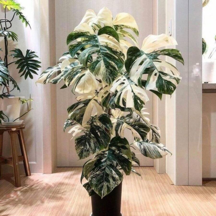 semillas de Monstera Deliciosa