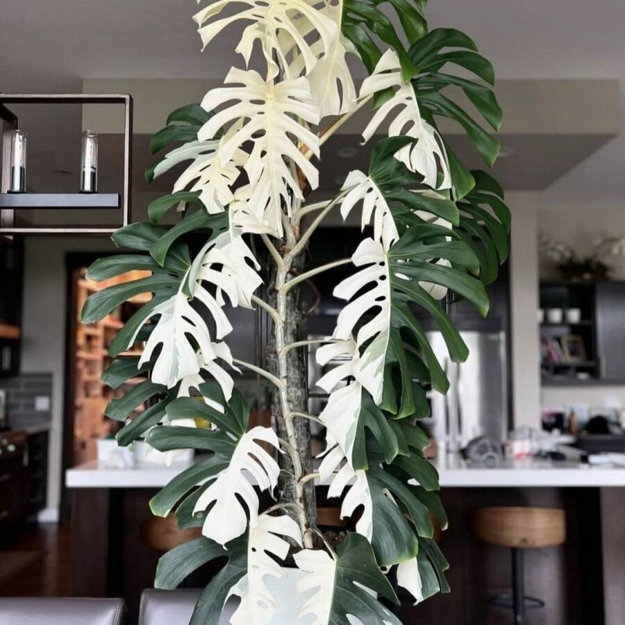 semillas de Monstera Deliciosa