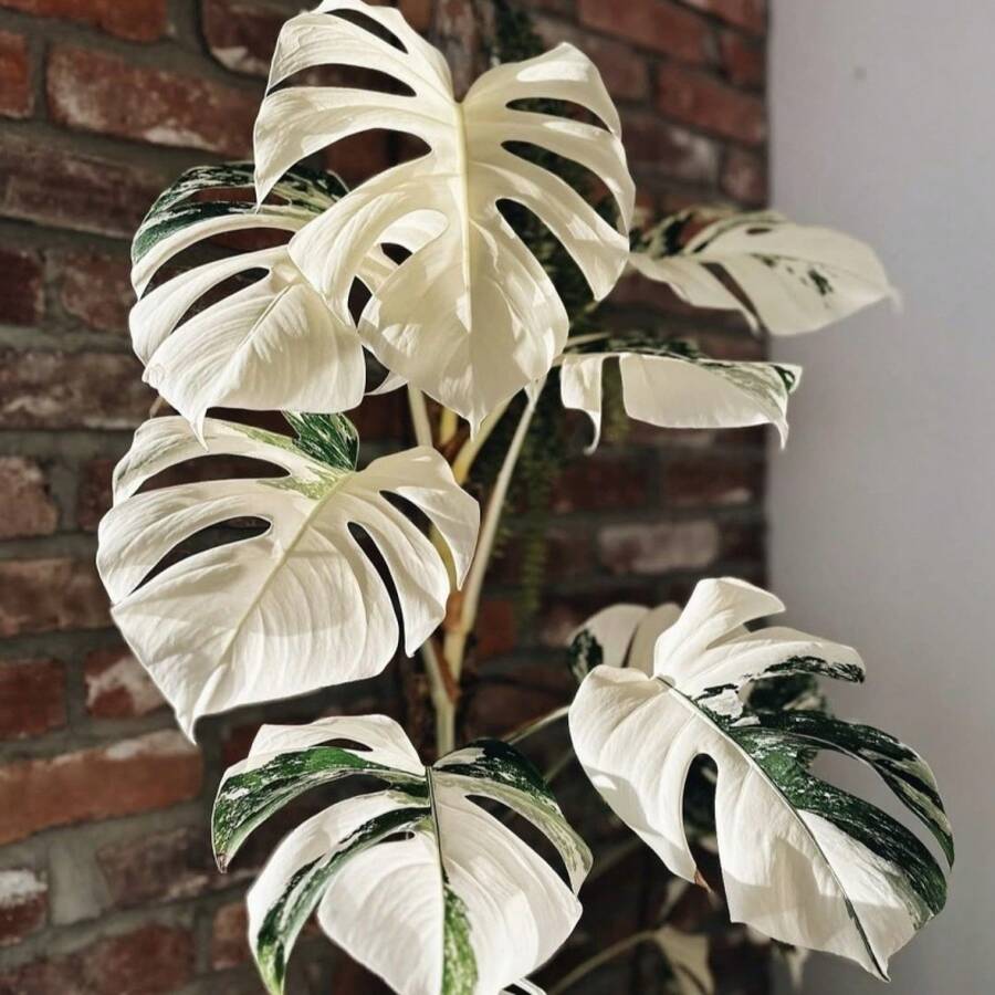 semillas de Monstera Deliciosa