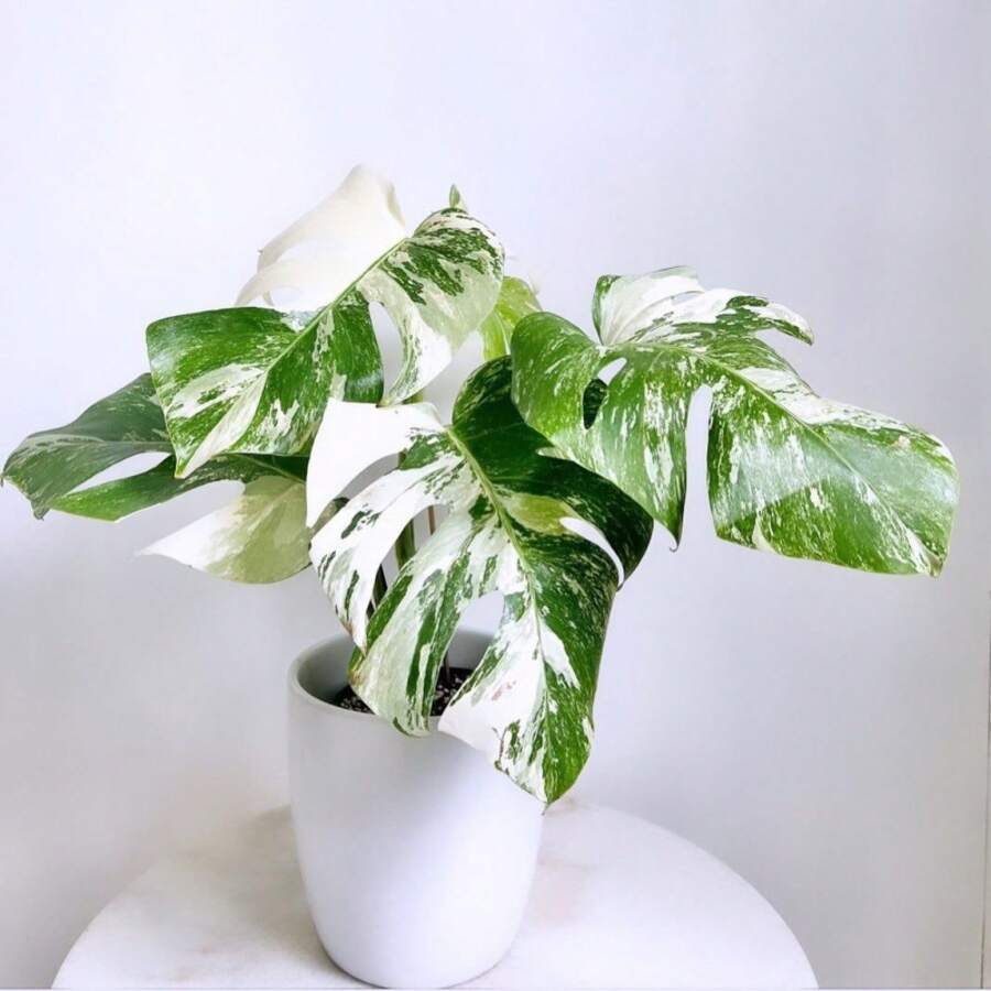 semillas de Monstera Deliciosa