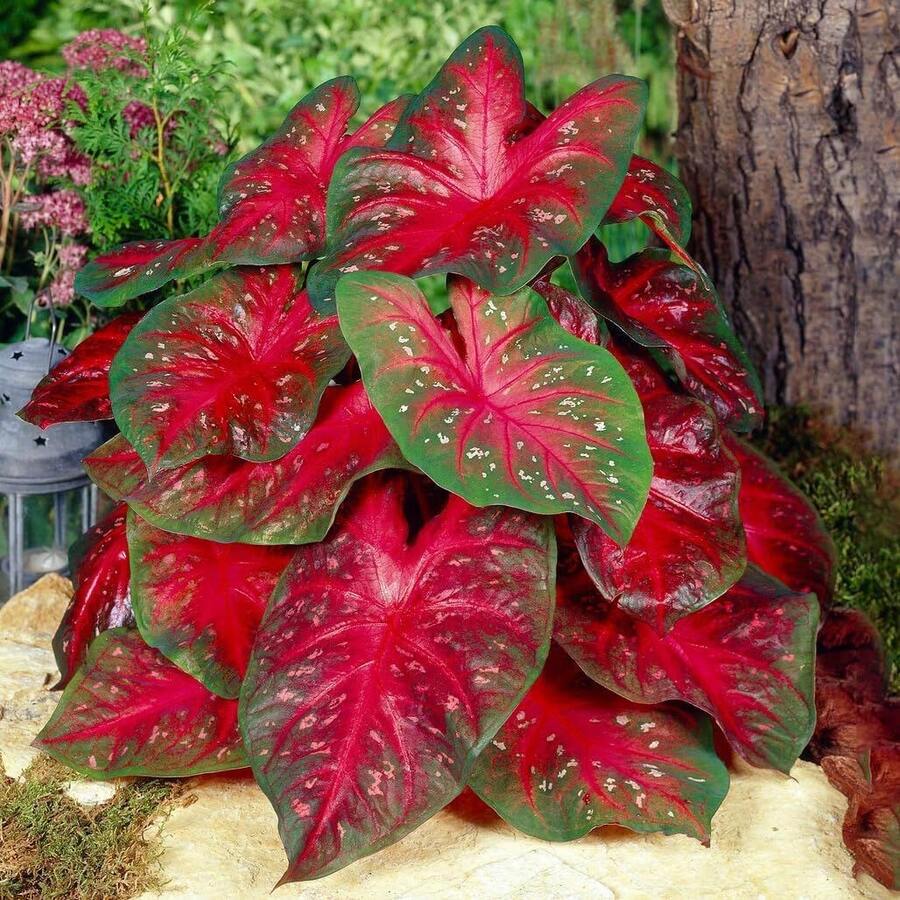 Semillas de Hosta