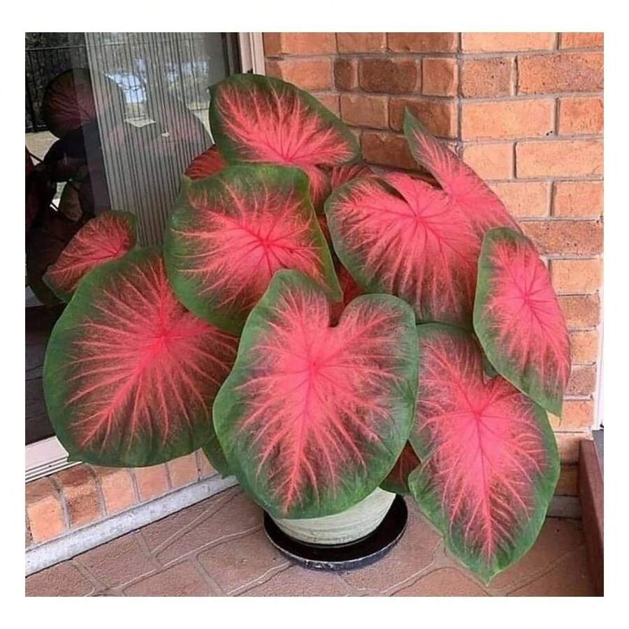 Semillas de Hosta