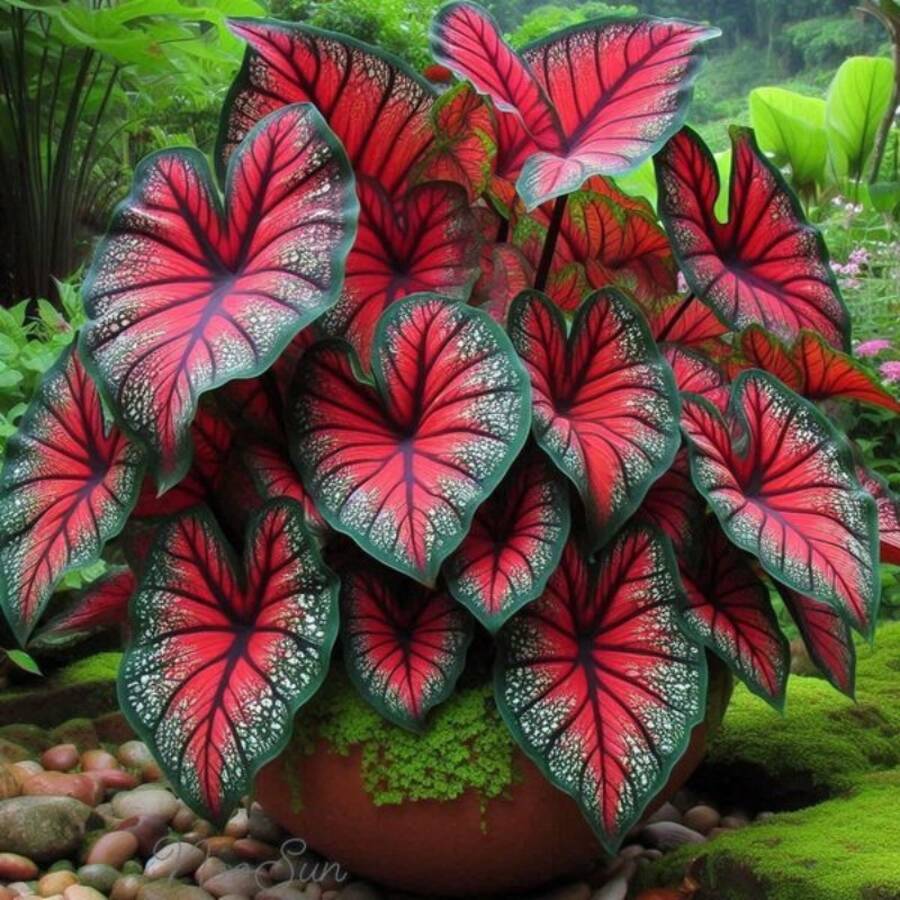 Semillas de Hosta