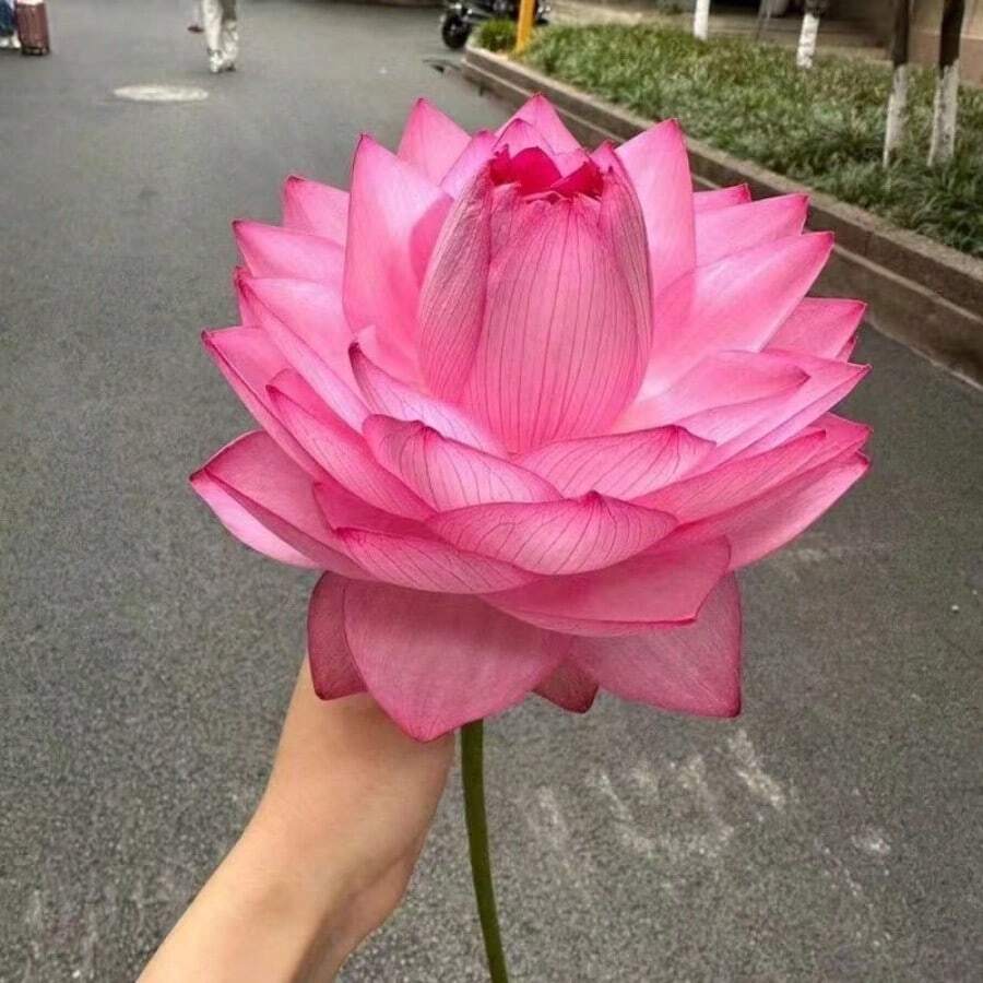 165 piezas de flores de loto hidropónicas