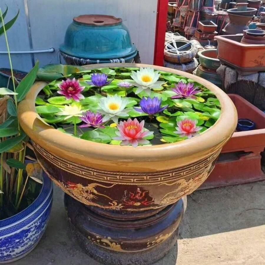165 piezas de flores de loto hidropónicas