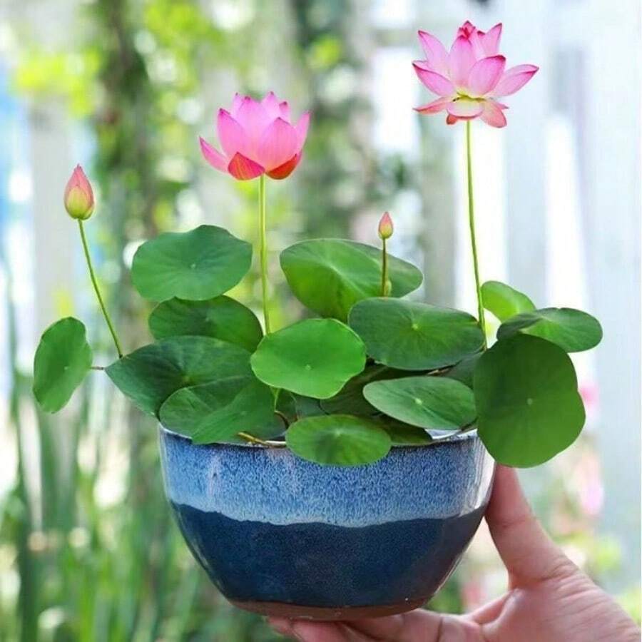 165 piezas de flores de loto hidropónicas