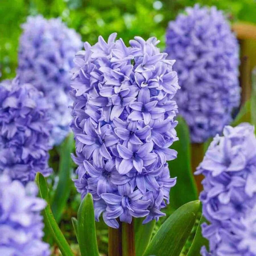 205 semillas de narcisos perennes para cultivo hidropónico en interiores y exteriores