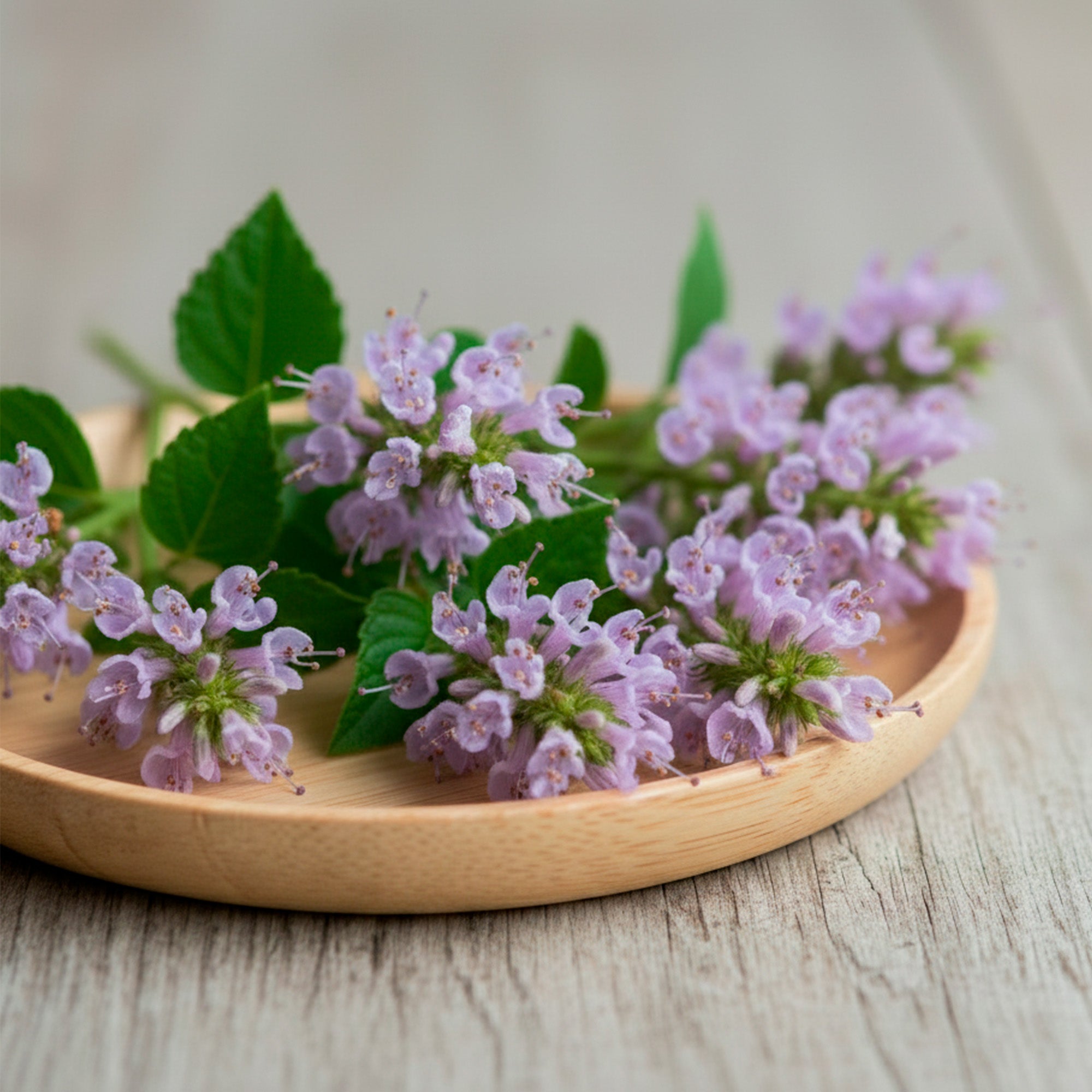 Aceite Esencial Candle Craft  – Patchouli - Aroma Amaderado Cálido Aromatizante para Aromaterapia Velas Difusores y Bienestar en el Hogar