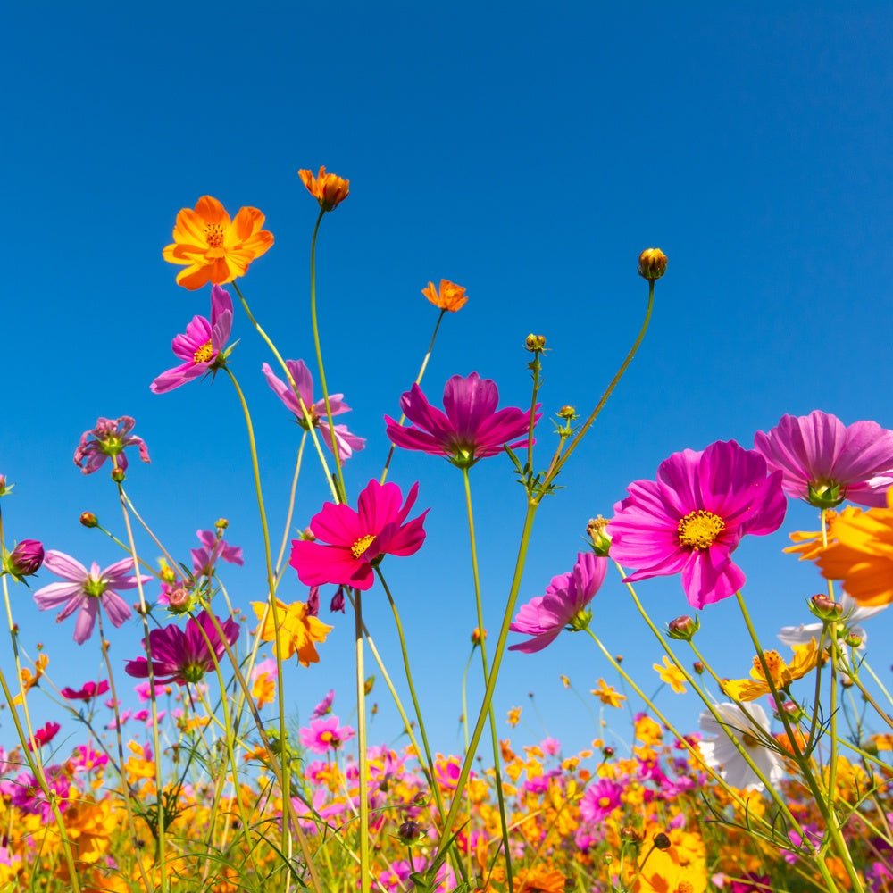 Fragancia Bramble Berry - Wildflower Breeze - EOL - Brisa de Flores Silvestres - Importado de USA