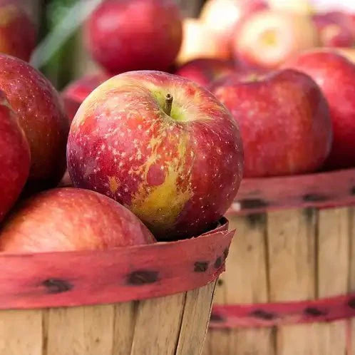 Fragancia Candle Science - Apple Harvest - Cosecha de Manzana - Importado de USA
