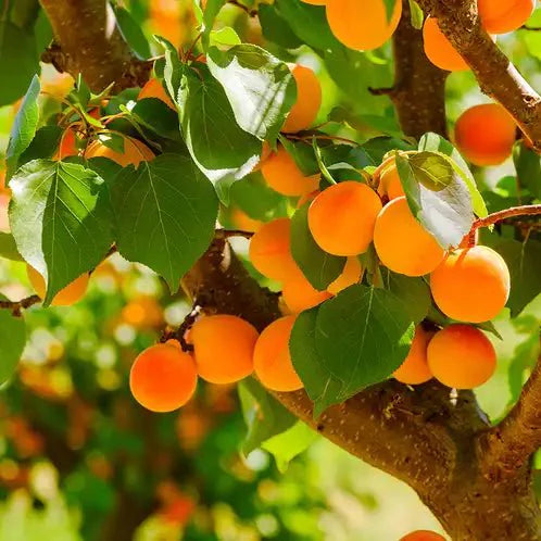 Fragancia Candle Science - EOL - Apricot Grove - Huerto de Damasco - Importado de USA