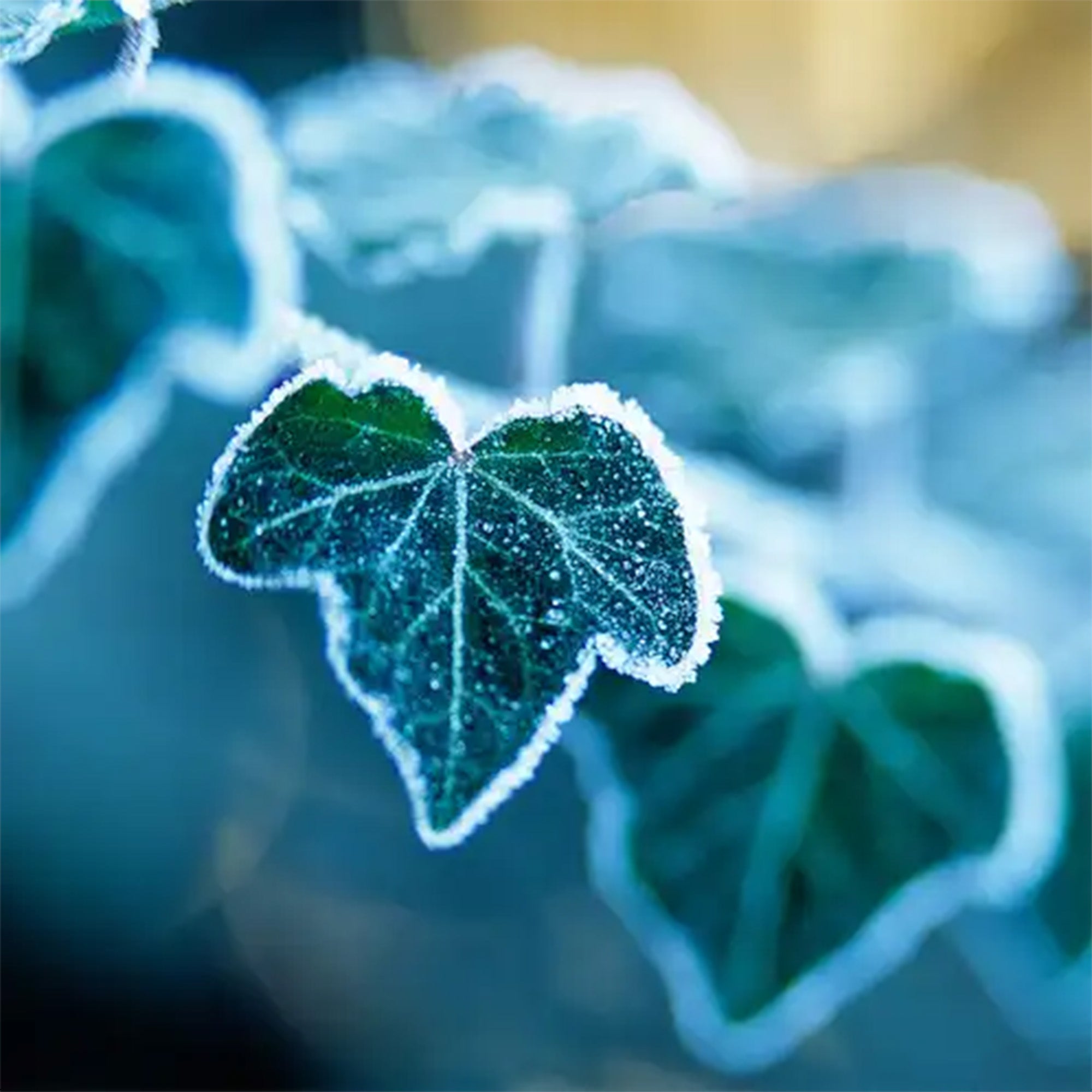 Fragancia Candle Science - T - Arctic Ivy – Hiedra Ártica - Importado de USA