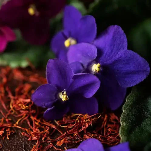 Fragancia Candle Science - Black Violet and Saffron - Violeta Negra y Azafrán - Importado de USA