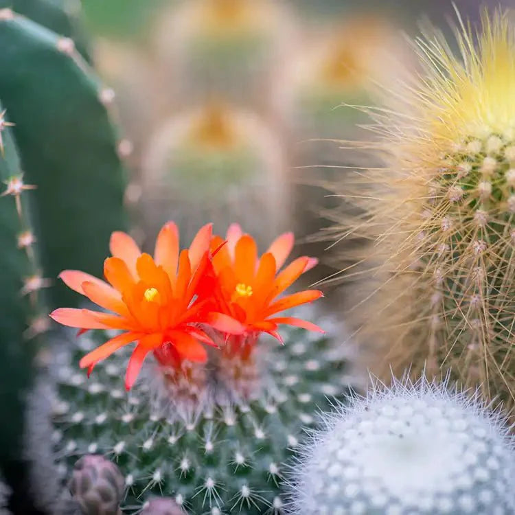 Fragancia Candle Science - Cactus Flower and jade - Flor de Cactus y Jade - Importado de USA
