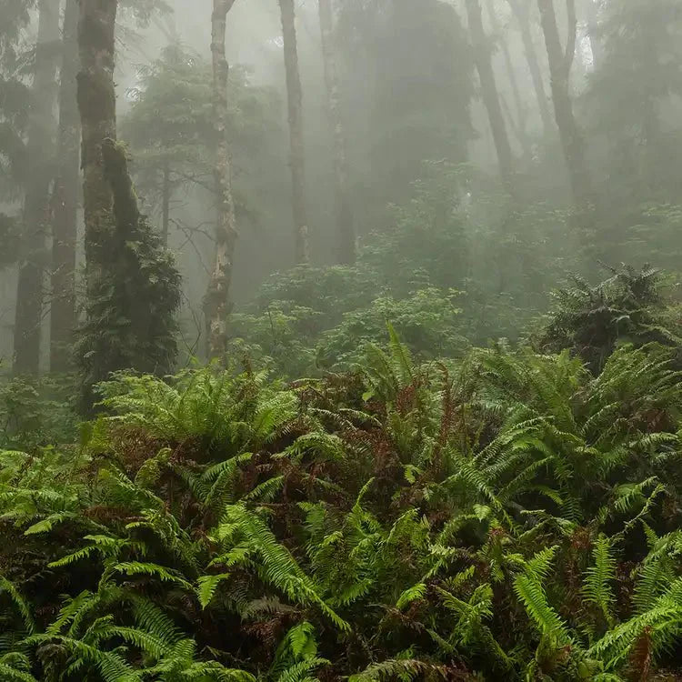 Fragancia Candle Science - EOL - Fog and Fern - Niebla y Helecho - Importado de USA