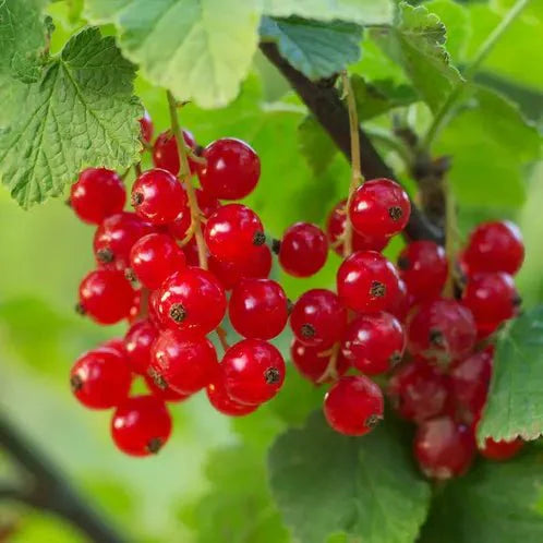 Fragancia Candle Science - EOL - Foraged Red Currant – Grosella Roja Silvestre - Importado de USA