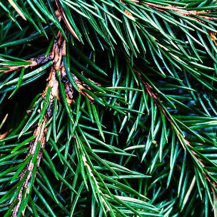 Fragancia Candle Science - T - Fraser Fir – Abeto Fraser - Importado de USA