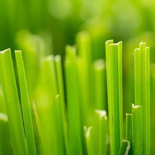 Fragancia Candle Science - EOL - Fresh Cut Grass - Pasto Recién Cortado - Importado de USA