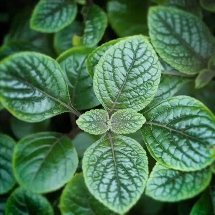 Fragancia Candle Science - EOL - Garden Mint - Menta de Jardín - Importado de USA