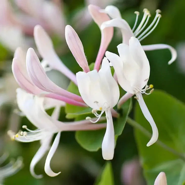 Fragancia Candle Science - Honeysuckle Jasmine - Jazmín y Madreselva - Importado de USA