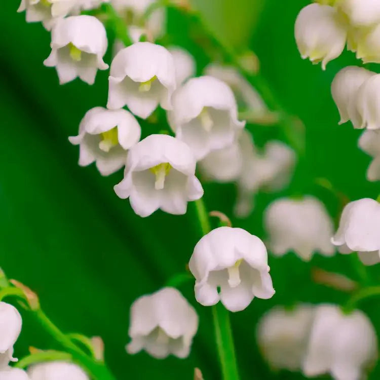 Fragancia Candle Science - EOL - Lily of the Valley - Lirio del Valle - Importado de USA