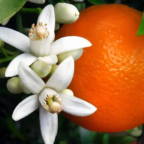 Fragancia Candle Science - Orange Blossom - Flor de Azahar - Importado de USA
