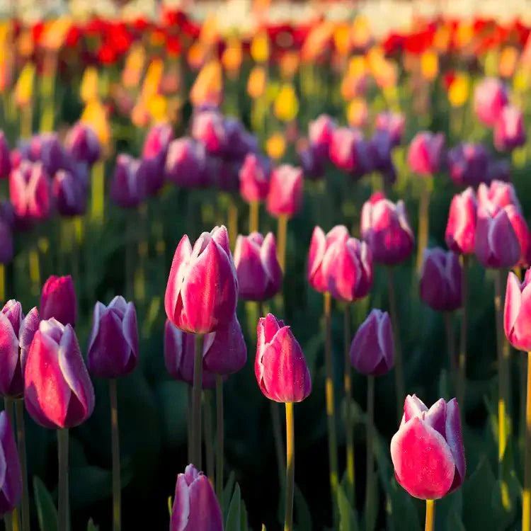 Fragancia Candle Science - Tulip Fields - Campos de Tulipanes - Importado de USA