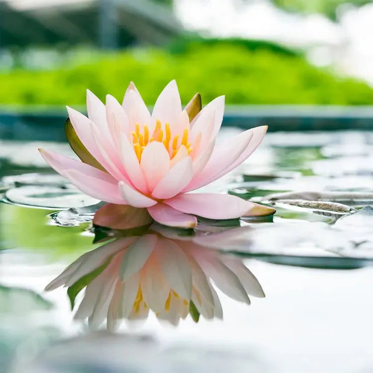 Fragancia Candle Science - EOL - Water Lily - Lirio de Agua - Importado de USA