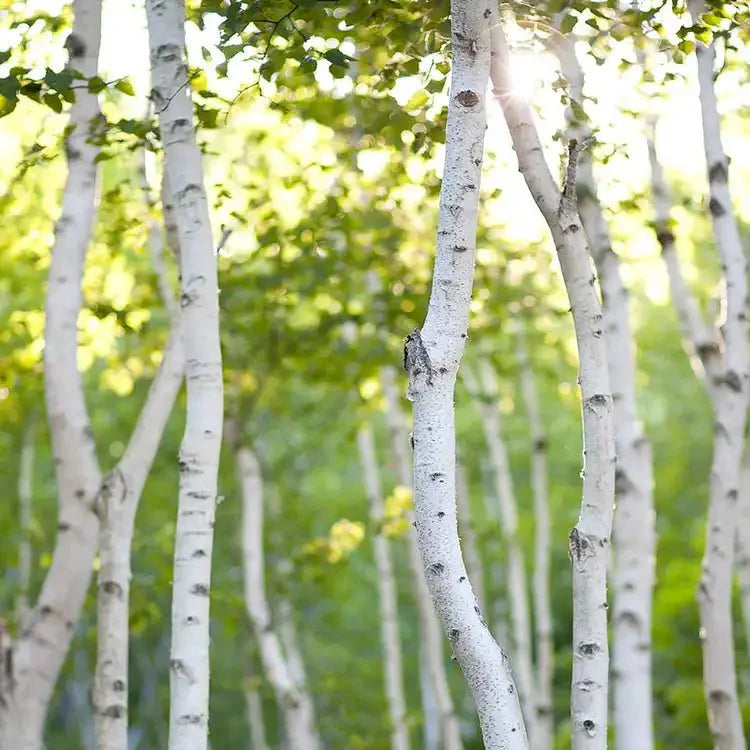 Fragancia Candle Science - T - White Birch - Abedul Blanco - Importado de USA