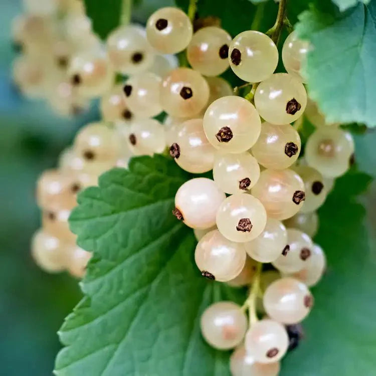 Fragancia Candle Science - EOL - White Currant - Grosella Blanca - Importado de USA