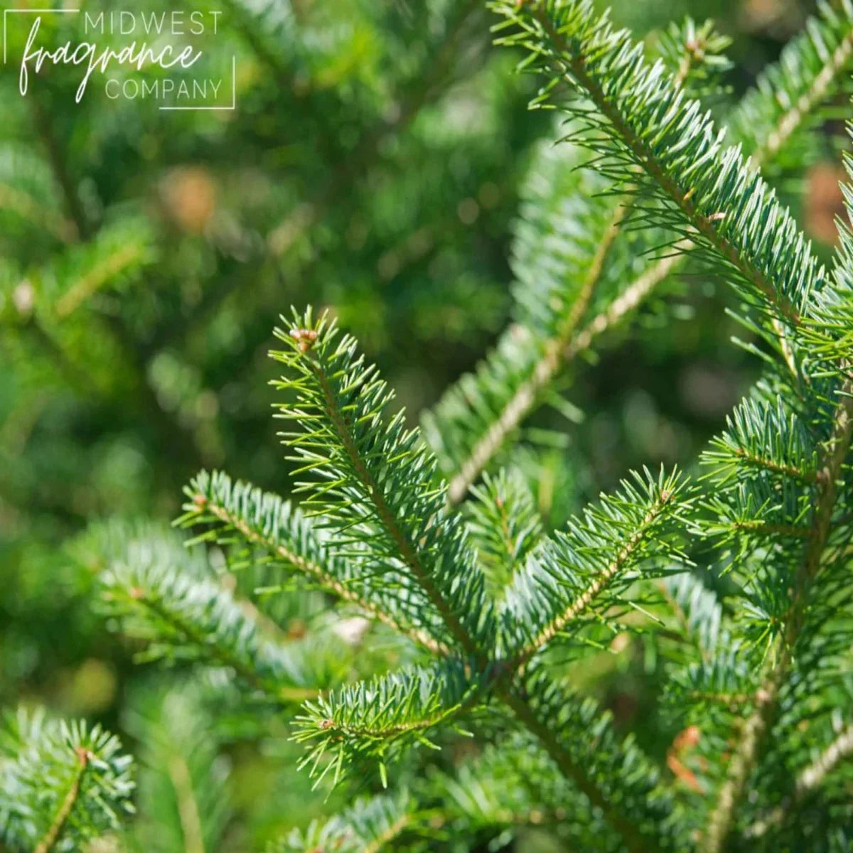 Fragancia Midwest Fragrance Company - T - Balsam Fir - Abeto de Bálsamo - Importado de USA