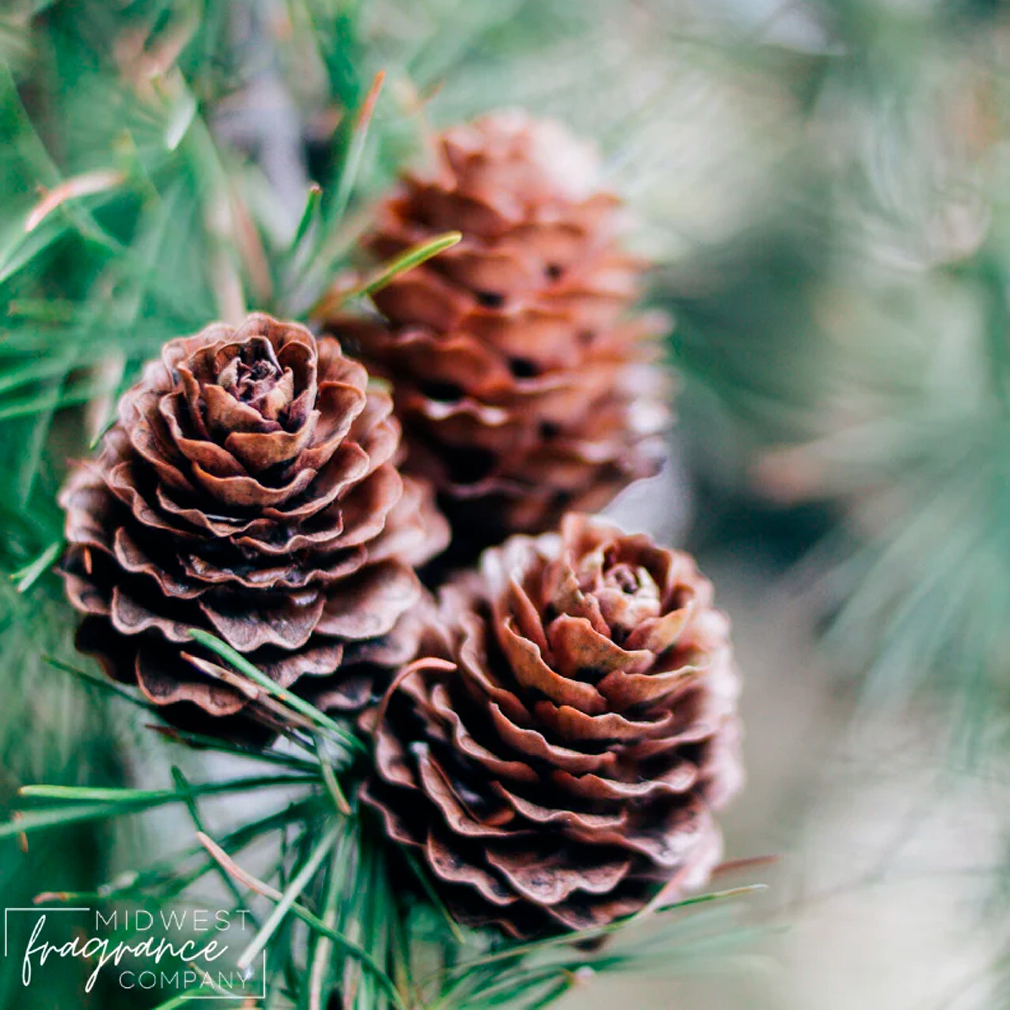 Fragancia Midwest Fragrance Company - T - Roasted Pine Cone - Fragrance Oil - Importado de USA
